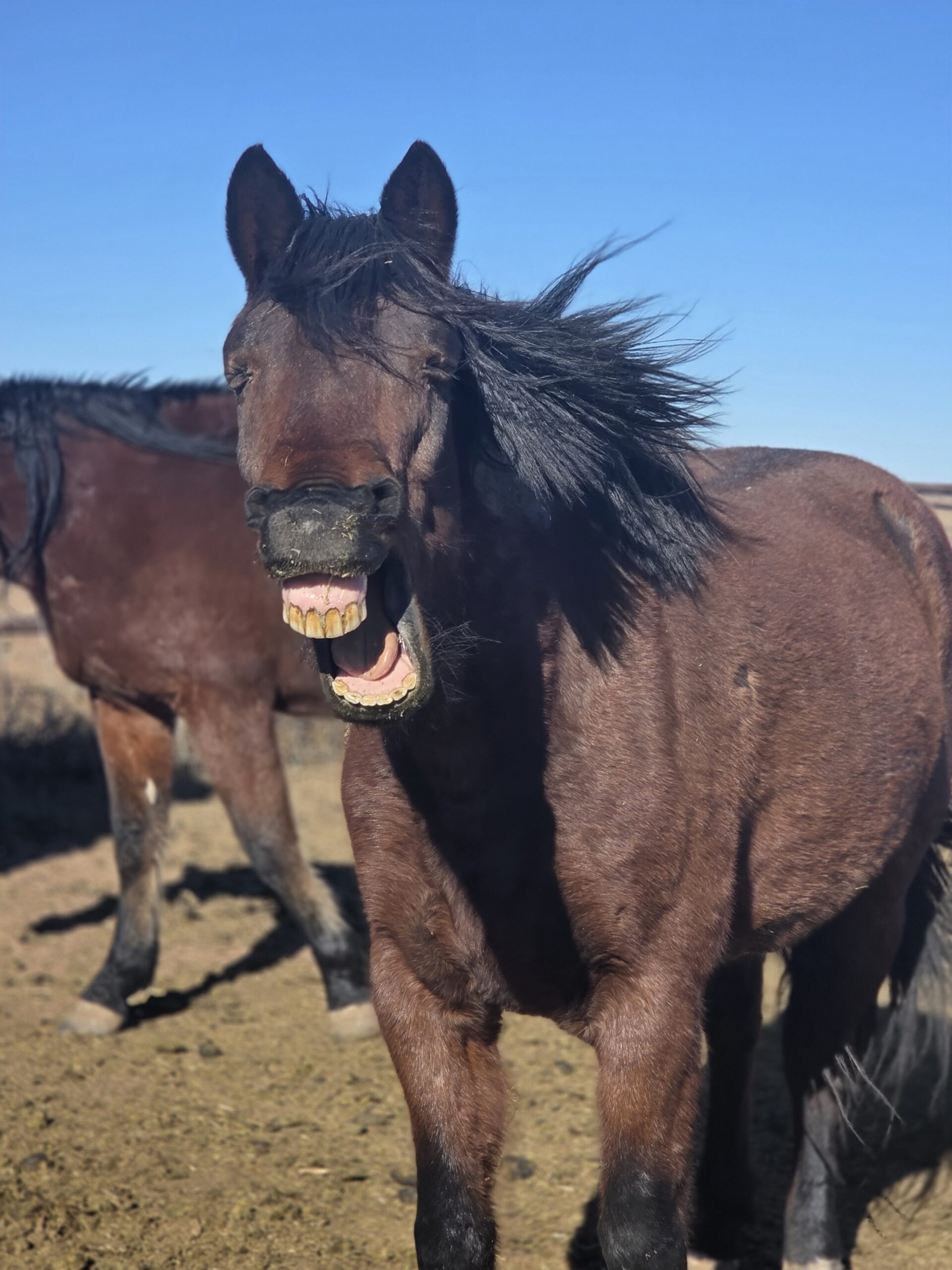 bay roan, blm mustang, northern colorado horses for sale