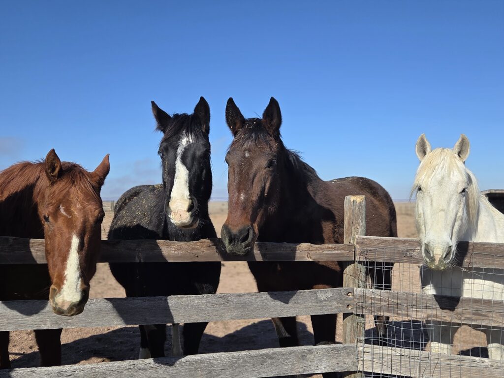 standardbred, blind horse, rescue horses, group quarantine