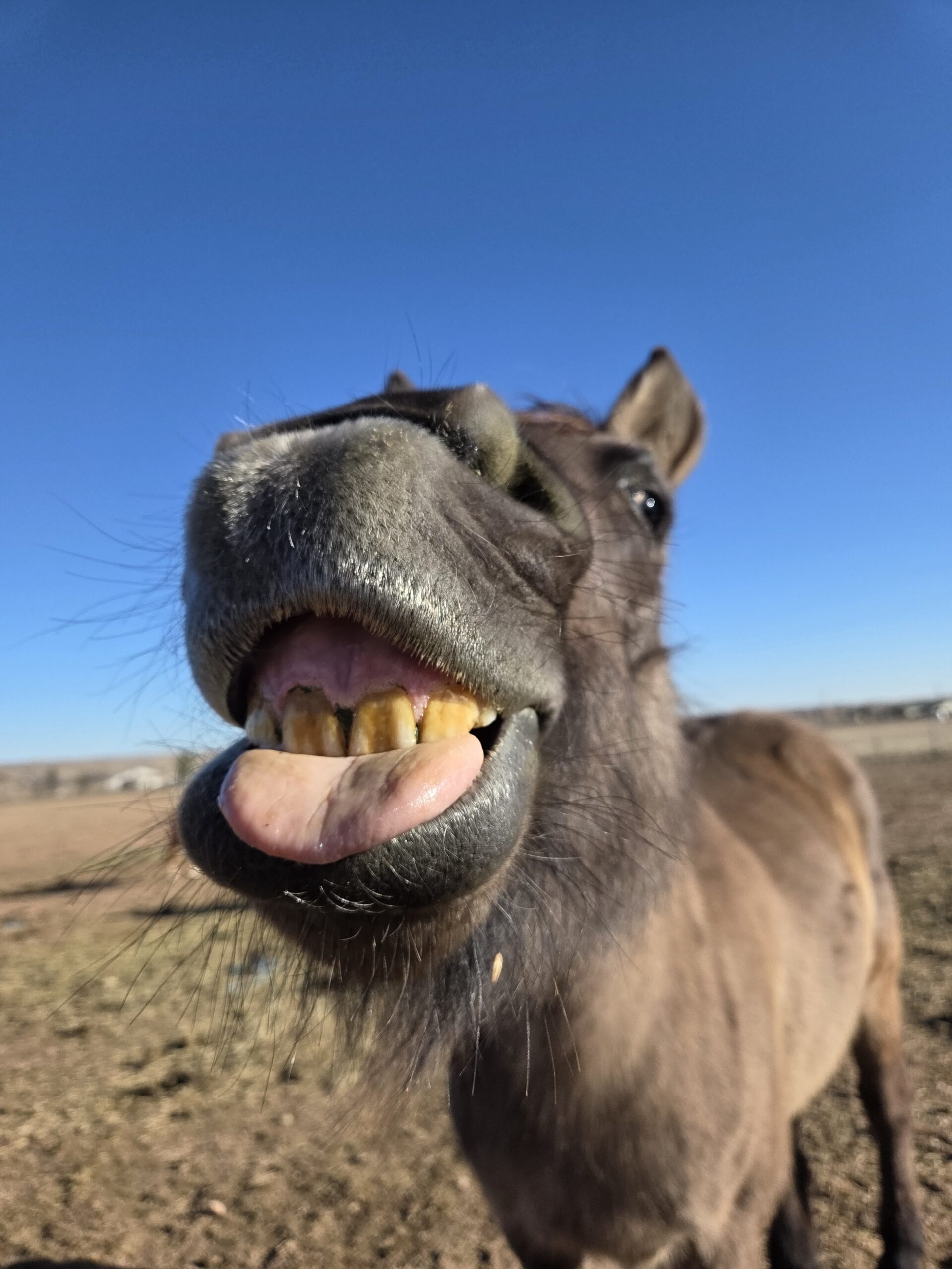 colorado mustang for adoption, in training, blm mustang, happy horse