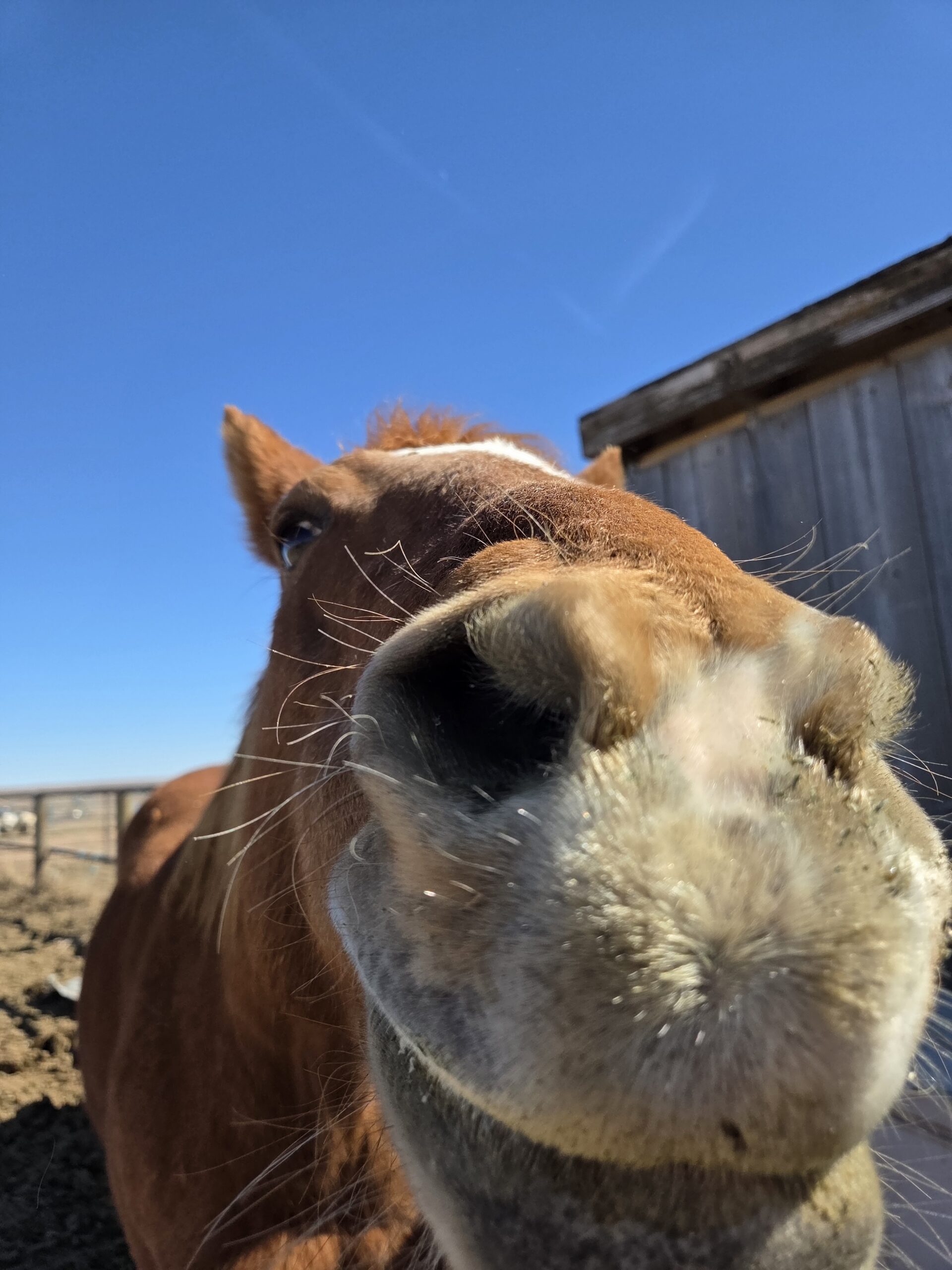 kids horse, nosy, pony, colorado pony for adoption